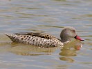 Cape Teal (WWT Slimbridge 28/07/12) ©Nigel Key