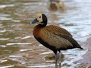 White-Faced Whistling Duck (WWT Slimbridge 28/07/12) ©Nigel Key