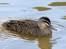 Australian Black Duck (WWT Slimbridge 28/07/12) ©Nigel Key