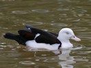 Radjah Shelduck (WWT Slimbridge 28/07/12) ©Nigel Key