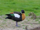 Australian Shelduck (WWT Slimbridge 28/07/12) ©Nigel Key