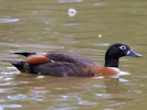 Australian Shelduck (WWT Slimbridge 28/07/12) ©Nigel Key