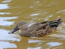 Australian Shoveler (WWT Slimbridge 28/07/12) ©Nigel Key