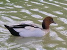 Australian Wood Duck (WWT Slimbridge 28/07/12) ©Nigel Key