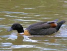 Australian Shelduck (WWT Slimbridge 28/07/12) ©Nigel Key