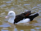 Radjah Shelduck (WWT Slimbridge 28/07/12) ©Nigel Key