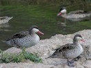 Red-Billed Teal (WWT Slimbridge 28/07/12) ©Nigel Key