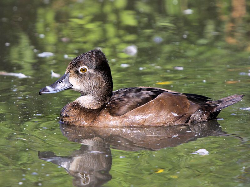 Ring Necked Duck female | Duck pictures, Duck hunting, Duck art