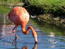 American Flamingo (WWT Slimbridge 04/09/13) ©Nigel Key