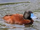 Argentinian Ruddy Duck (WWT Slimbridge 04/09/13) ©Nigel Key