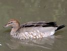 Australian Wood Duck (WWT Slimbridge 04/09/13) ©Nigel Key