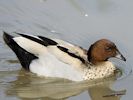 Australian Wood Duck (WWT Slimbridge 04/09/13) ©Nigel Key