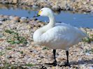 Bewick's Swan (WWT Slimbridge 04/09/13) ©Nigel Key