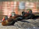 Black-Bellied Whistling Duck (WWT Slimbridge 04/09/13) ©Nigel Key