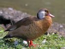 Brazilian Teal (WWT Slimbridge 04/09/13) ©Nigel Key