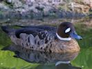 Bronze-Winged Duck (WWT Slimbridge 04/09/13) ©Nigel Key