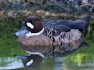 Bronze-Winged Duck (WWT Slimbridge 04/09/13) ©Nigel Key