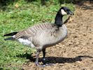 Canada Goose (WWT Slimbridge 04/09/13) ©Nigel Key