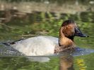 Canvasback (WWT Slimbridge 04/09/13) ©Nigel Key