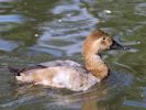 Canvasback (WWT Slimbridge 04/09/13) ©Nigel Key