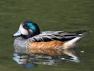 Chiloe Wigeon (WWT Slimbridge 04/09/13) ©Nigel Key