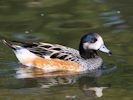 Chiloe Wigeon (WWT Slimbridge 04/09/13) ©Nigel Key