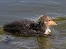 Coot (WWT Slimbridge 04/09/13) ©Nigel Key