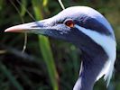 Demoiselle Crane (WWT Slimbridge 04/09/13) ©Nigel Key