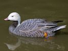 Emperor Goose (WWT Slimbridge 04/09/13) ©Nigel Key