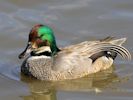 Falcated Duck (WWT Slimbridge 04/09/13) ©Nigel Key