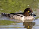 Goldeneye (WWT Slimbridge 04/09/13) ©Nigel Key