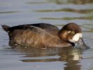 Greater Scaup (WWT Slimbridge 04/09/13) ©Nigel Key