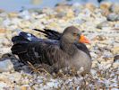 Greylag Goose (WWT Slimbridge 04/09/13) ©Nigel Key