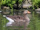 Greylag Goose (WWT Slimbridge 04/09/13) ©Nigel Key