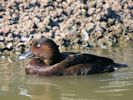 Hardhead (WWT Slimbridge 04/09/13) ©Nigel Key