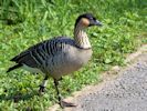 Hawaiian Goose (WWT Slimbridge 04/09/13) ©Nigel Key