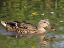 Mallard (WWT Slimbridge 04/09/13) ©Nigel Key