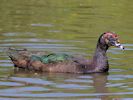 Muscovy Duck (WWT Slimbridge 04/09/13) ©Nigel Key