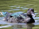 Muscovy Duck (WWT Slimbridge 04/09/13) ©Nigel Key