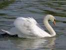 Mute Swan (WWT Slimbridge 04/09/13) ©Nigel Key