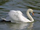 Mute Swan (WWT Slimbridge September 2013) - pic by Nigel Key