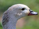 Orinoco Goose (WWT Slimbridge 04/09/13) ©Nigel Key