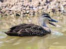 Pacific Black Duck (WWT Slimbridge 04/09/13) ©Nigel Key