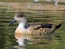 Patagonian Crested Duck (WWT Slimbridge 04/09/13) ©Nigel Key