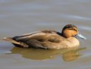 Philippine Duck (WWT Slimbridge September 2013) - pic by Nigel Key