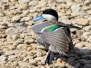 Puna Teal (WWT Slimbridge 04/09/13) ©Nigel Key