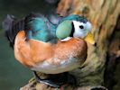 African Pygmy Goose (WWT Slimbridge 04/09/13) ©Nigel Key