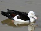 Radjah Shelduck (WWT Slimbridge 04/09/13) ©Nigel Key