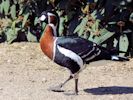 Red-Breasted Goose (WWT Slimbridge September 2013) - pic by Nigel Key