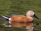 Red Shoveler (WWT Slimbridge 04/09/13) ©Nigel Key